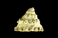 藏品(白星螺)的圖片